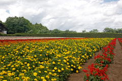 FarmTomita_01