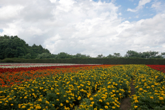 FarmTomita_02