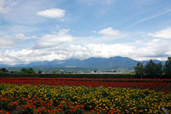 FarmTomita_03