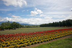 FarmTomita_05