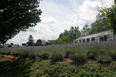 FarmTomita_06