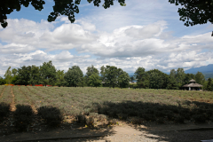 FarmTomita_07