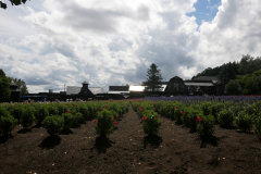 FarmTomita_08