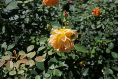 Obihiro_03