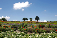 ZerubuHill_03
